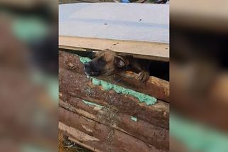 Vychrtlí psi zatlučení v boudě, odkázaní na exkrementy. Týrání na Hodonínsku už řeší policie - Novinky