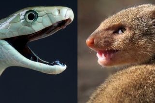 VIDEO: Smrtelně jedovatou mambu černou přelstila drobná šelma. Podívejte se na její chytrou taktiku