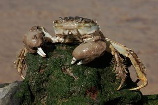 Evropa bojuje s téměř nezničitelnými invazivními kraby. V řekách i mořích jsou jich miliony