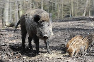 „Tohle si zvířata nezaslouží.“ Myslivci se zlobí na policisty, že trápí divočáky - Seznam Zprávy