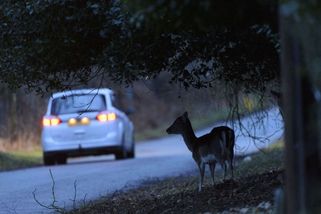 PŘEHLEDNĚ: Čeho se vyvarovat a co dělat v případě srážky se zvěří - Novinky