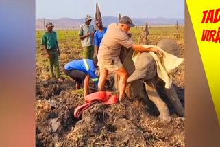 Dojemná záchrana: Mladé slůně se zaseklo mezi dvěma kmeny stromů | Tady virál