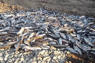 Vědci se v kauze otravy Bečvy staví proti závěru policejního vyšetřování - Seznam Zprávy