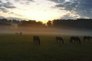 Nová vláda pokosí dotace. Míří na zemědělce, kteří mají louky - Seznam Zprávy