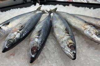 Makrela v ohrožení: Oblíbená ryba mizí z oceánů i obchodů