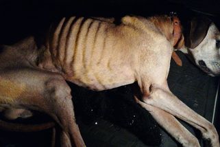 Zubožený ridgeback uhynul, majitele bude vyšetřovat policie - Novinky