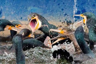 Po jeho náletu zbyly prázdné řeky. Česko chce z ptáka udělat lovnou zvěř - Seznam Zprávy