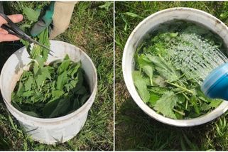 Výroba kopřivové kejdy krok za krokem podle babského návodu: S její pomocí zdarma vyživíte opravdu celou zahradu