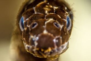 VIDEO: Má desetkrát víc jedu než kobra a usmrtí i člověka. Podívejte se na napínavý odchyt mořského hada