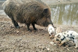 Podivný přírůstek u divočáků v brněnské oboře. Pro netradiční zbarvení selat není vysvětlení - Novinky