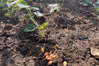 Zasaďte cibuli mezi jahody. Ochrání je a úroda bude skvělá