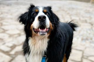 Proč nemají psi rádi určité lidi? Neberte si osobně, když na vás štěkají - Médium.cz