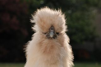 Slepice se srstí a černou kostrou obelstila i Marca Pola