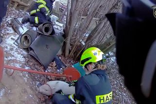 Na Plzeňsku utekli čuníci, jeden z nich prohnal hasiče po zahradách - Novinky