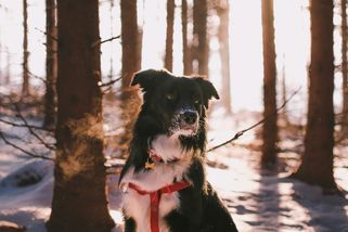 Bez vodítka a sáčku na exkrementy –laxnost