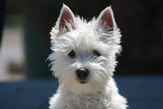 EU chystá nový zákon o domácích mazlíčcích - dotkne se všech majitelů psů i koček - Médium.cz