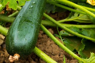 Vážná otrava šesti lidí toxickou cuketou. Po rodinném obědě je čekalo peklo, popsala Jana