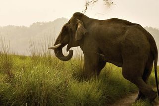 Slon v Indii za deset dní pozabíjel 22 lidí včetně kojence - Novinky