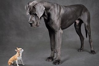 Video se psy vyvolalo bouři. Instagram ženě zablokoval účty