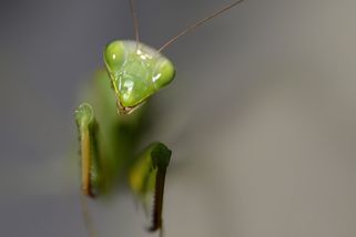 Vánoční stromeček ukrýval děsivý hmyz, který zamořil celý dům. Žije i v Čechách, jak se mu vyhnout?
