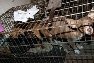 Přes padesát psů živořilo v množírně, namačkaní byli v klecích pro hlodavce - Novinky