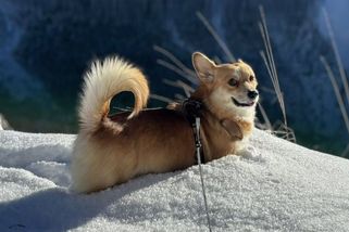 Psa Tommiho vyděsily u Lipna petardy kvůli traumatu z války. Zoufalí majitelé po něm stále pátrají - Novinky