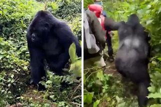 Gorile ve Rwandě došla trpělivost. Povalila turistku blokující cestu - Novinky