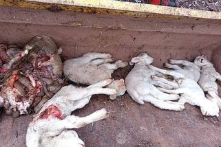 Krvavé ráno v Heřmánkovicích. Vlci za noc zabili přes třicet ovcí, hlavně jehňat