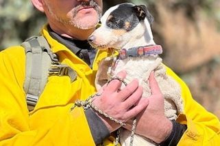 Fenka 10 týdnů hlídala zesnulého pána v coloradských horách, zhubla na tři kila