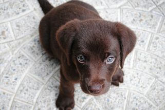 Fenka labradora se vrhá do bazénu a učí svá roztomilá štěňata plavat. Labradoři vodu milují - NeposlušnéTlapky