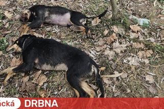 Na okraji Uničova někdo nechal dva zakrvácené mrtvé psy. Obludnost, zní z města