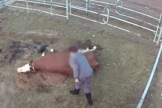 Veterina šetří děsivé záběry týrání krav. Chceme kamery všude, brojí kritici zemědělské novely