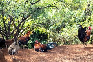 Ustavičné noční kokrhání a kvokání trýzní obyvatele Honolulu. S divokou drůbeží si nevědí rady - Novinky