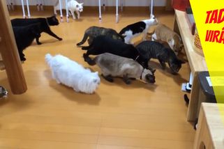 Kočky vs. robot. Málem je stál jeden kočičí život | Tady virál