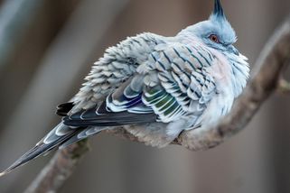 Čipy do mozku. Rusové zkouší udělat dálkově ovládané drony z holubů a havranů - Novinky