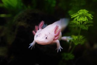 Ani pes, ani kočka. České domácnosti ovládá podivný mazlíček s průhledným tělem