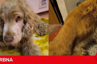 Majitel týral vyhublého Maxe hladem. Nemocný pes sotva stál