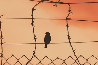 12 let otrokem: Smutný příběh svobodného černošského houslisty, kterého unesli a prodali na plantáž - Médium.cz