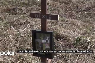 Zastřelení border kolie myslivcem se vyšetřuje už rok. Úřad zatím potrestal pouze její majitelku