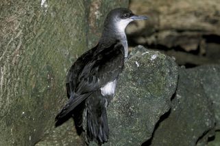 Inkluze i pro ptáky. Američtí ornitologové chtějí přejmenovat druhy s rasistickými odkazy - Novinky