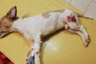 Přehnanou péčí skoro zabil svého psa, za týrání zvířat dostal medik podmínku - Novinky