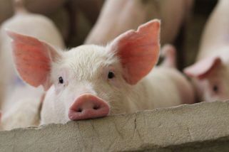 Vybijeme chovy. Na každém praseti tratíme tisíc korun, tvrdí chovatelé - Seznam Zprávy