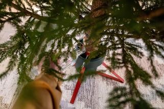 Vylézají v noci přímo z vánočního stromečku. Češi hlásí stovky malých tvorů, které mají najednou po celém bytě