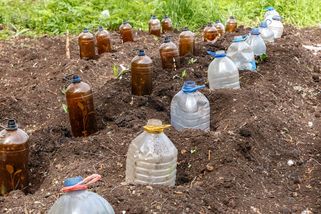 Proč byste dobrovolně zalévali rostliny, když to za vás udělá jediná plastová lahev? Kdo zná tento trik, ten má snazší život