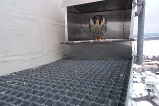 Budky 90 metrů nad zemí přilákaly do Písku sokolí páry. Dravci mají pomoci snížit počet holubů - Novinky