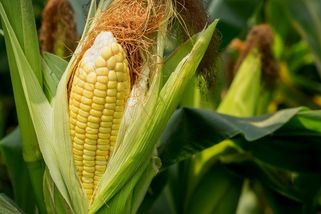 Ukrajinský brouk a američtí hmyzí spojenci nás napadli, soptí Rusko - Seznam Zprávy