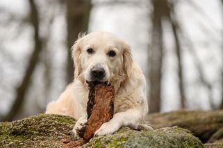 Petarda vhozená na zahradu vybuchla psovi v tlamě - Novinky