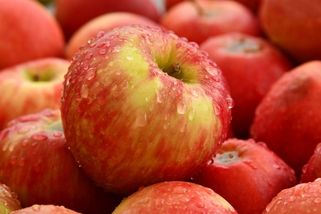 Česko dá další stamiliony na prasata a jablka. Kvůli válce - Seznam Zprávy