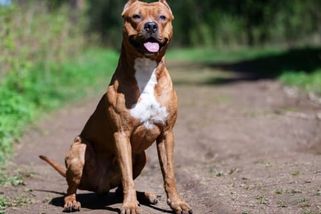 Jako z hororu. Seniorku nečekaně napadl vlastní pes, tělo rozsápal a začal požírat