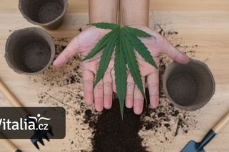 Pěstování marihuany bude poprvé legální. Ale jen tři rostliny na vlastní zahrádce a až od 21 let - Vitalia.cz